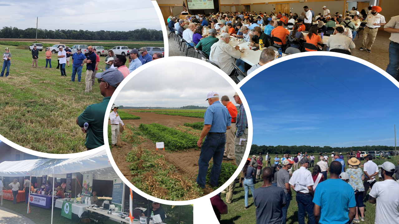 Photo collage from past Peanut, Cotton, Vegetable & Fruit Field Day